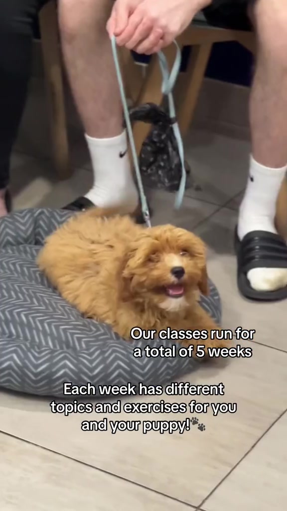 @Vets for Pets