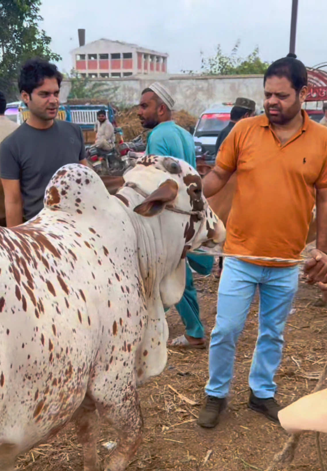 @Karachi Bull lovers