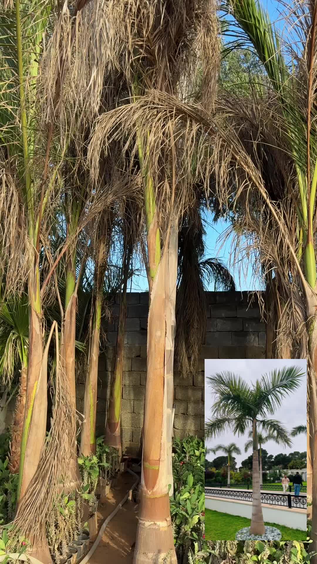 @مشتل البركة