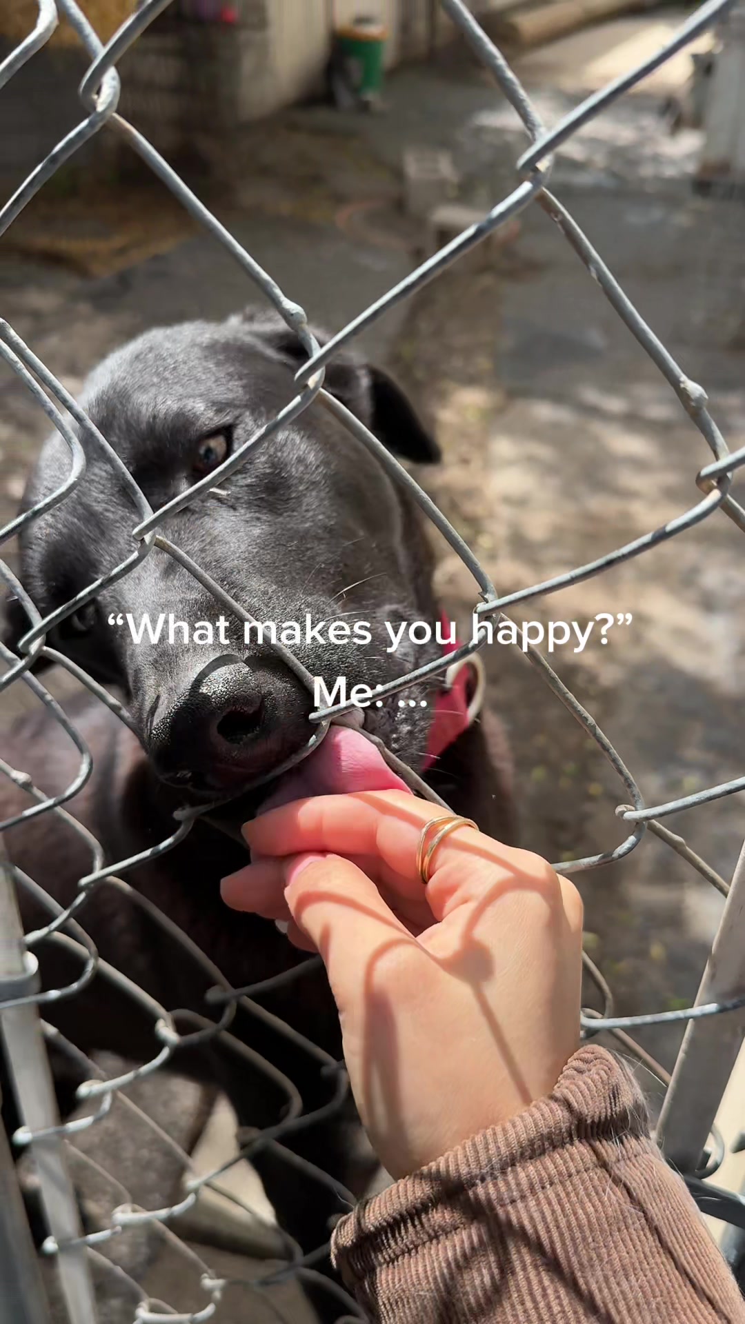 @Paws and Prayers