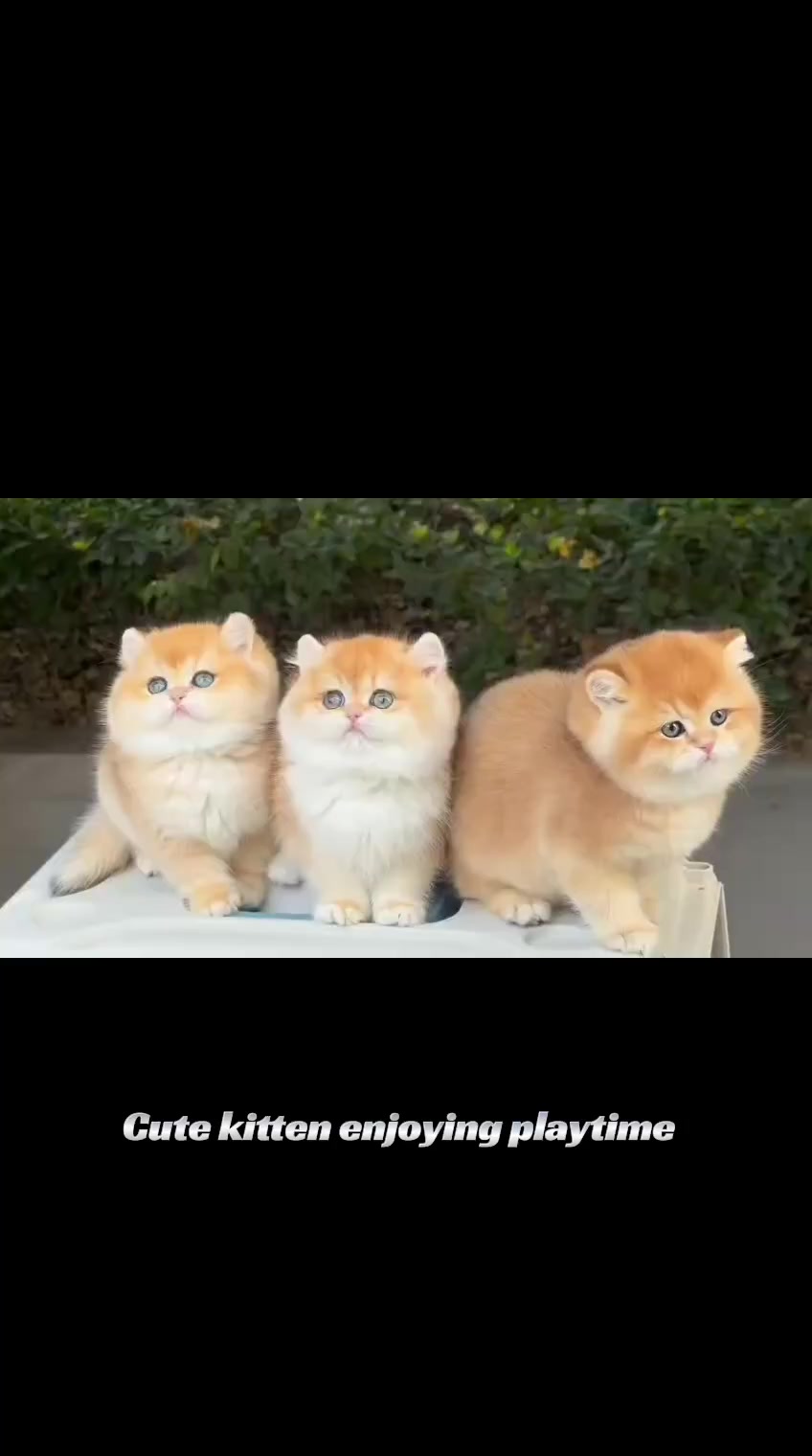 @flower.pet.2