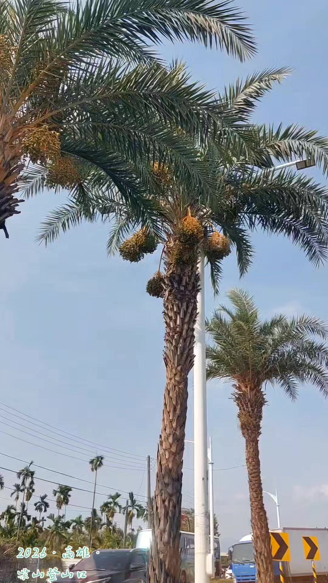 @龍寶兒在台灣