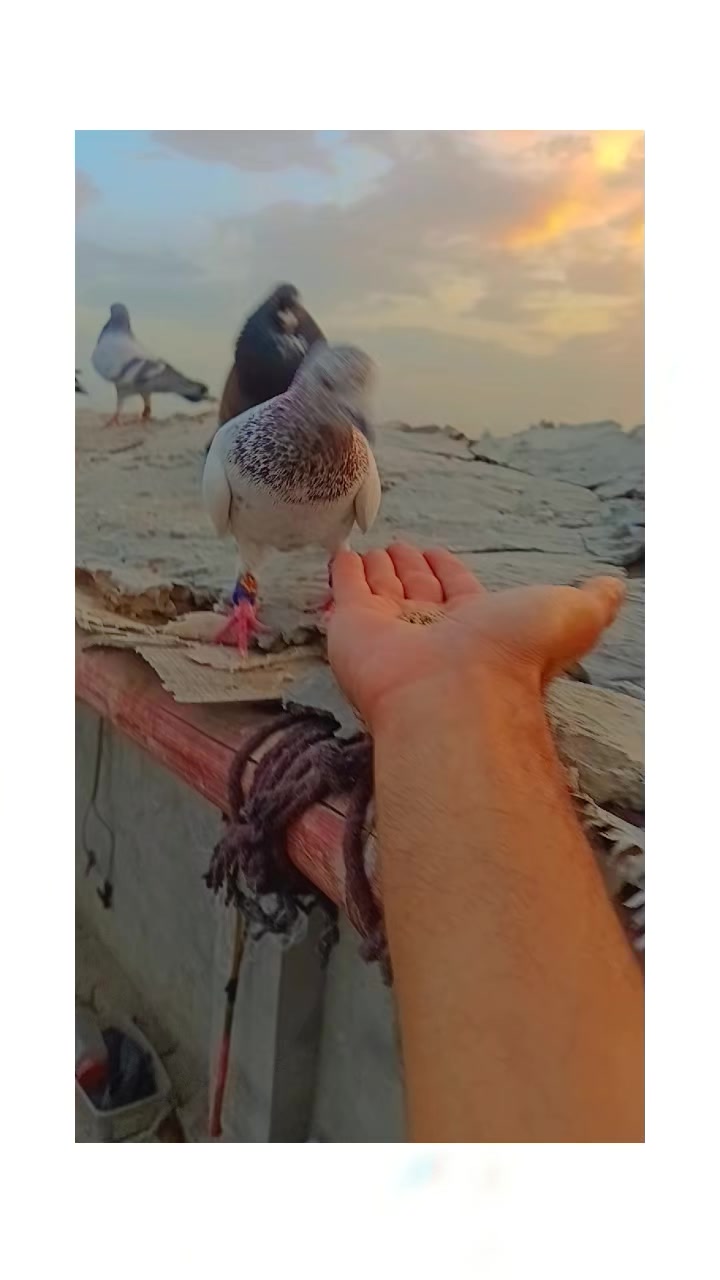@Aleehaider990