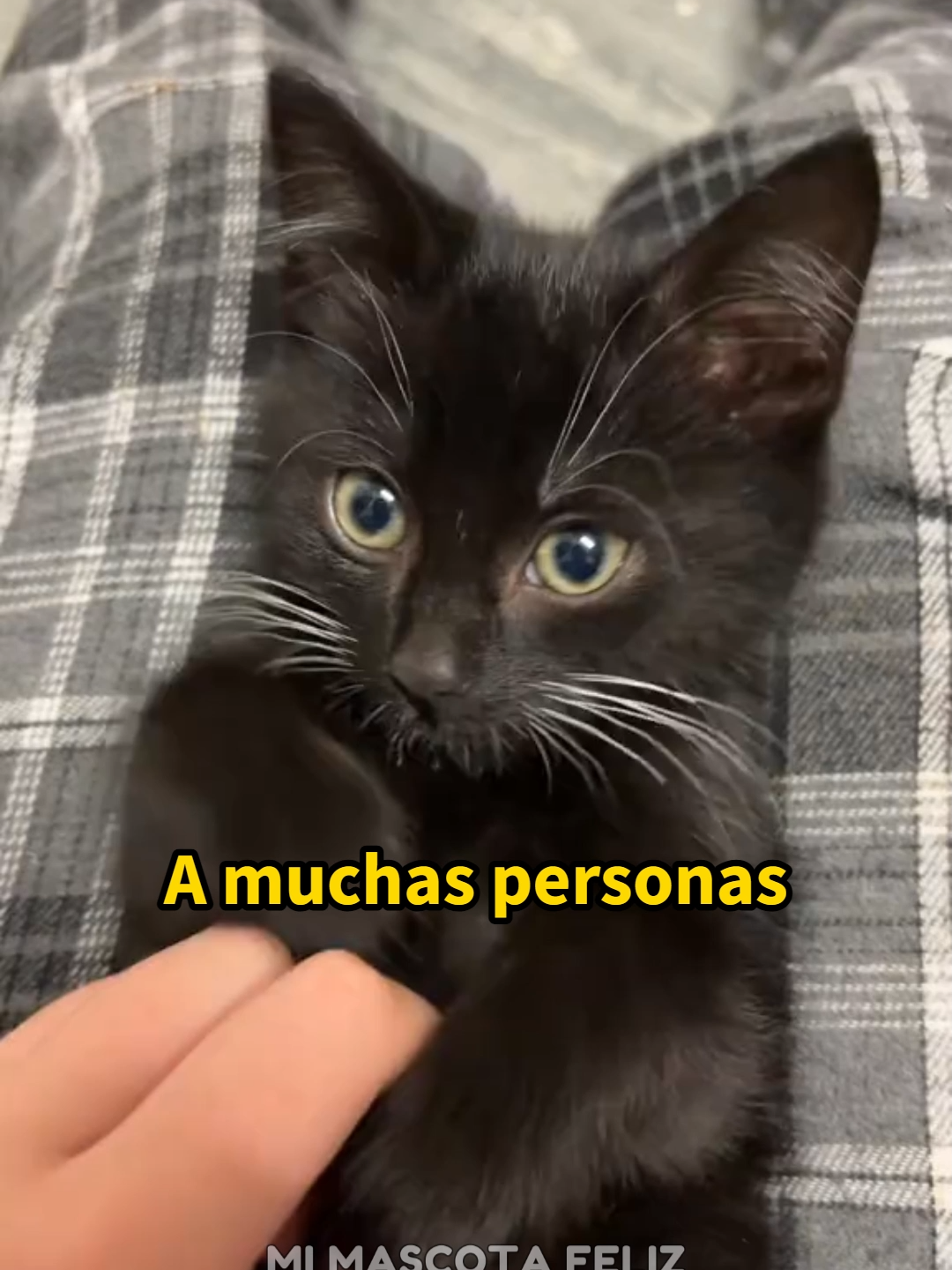 @Mi Mascota Feliz