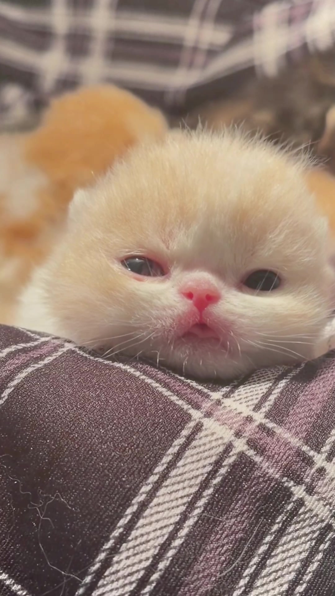 @catbosssss