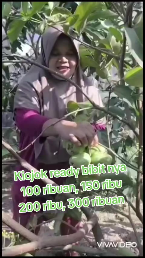 @Bibit khusus samarinda