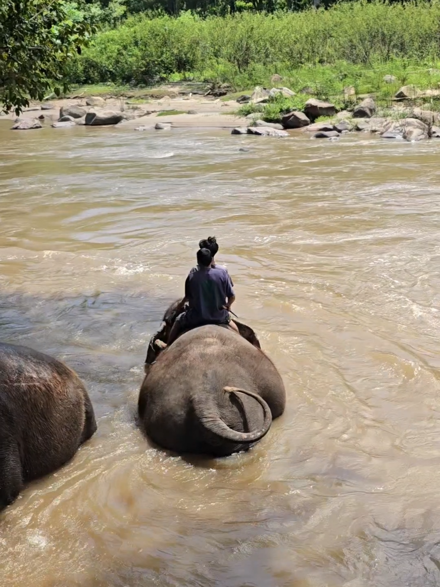 @ควาญแดง พลายภูพิงค์