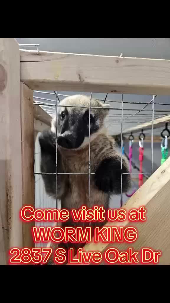@Worm King USA