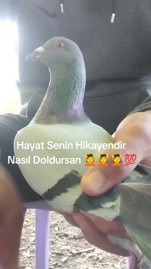@YARIŞ POSTASI
