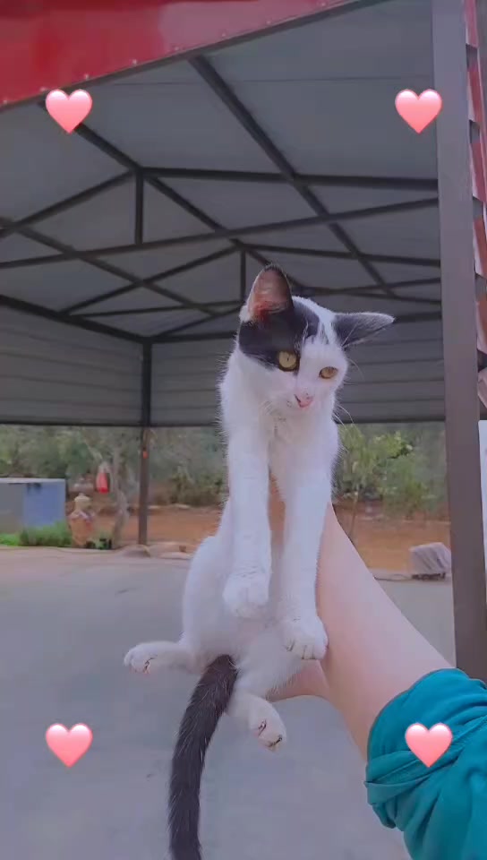 @cutequeen123