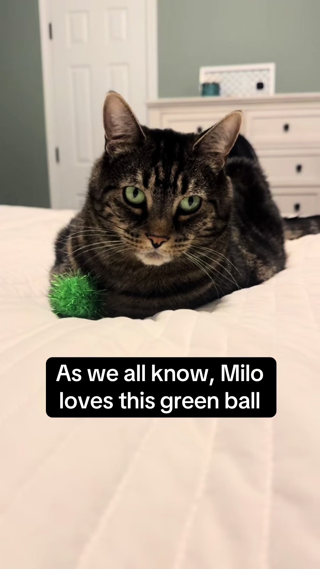 @Milo The Chonk