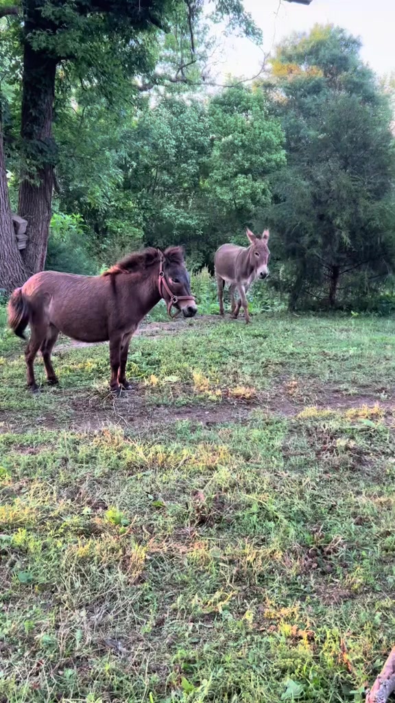 @jacksonridgefarm