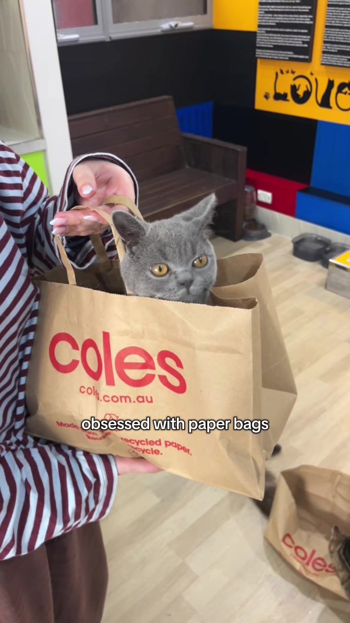 @crazycatcafe