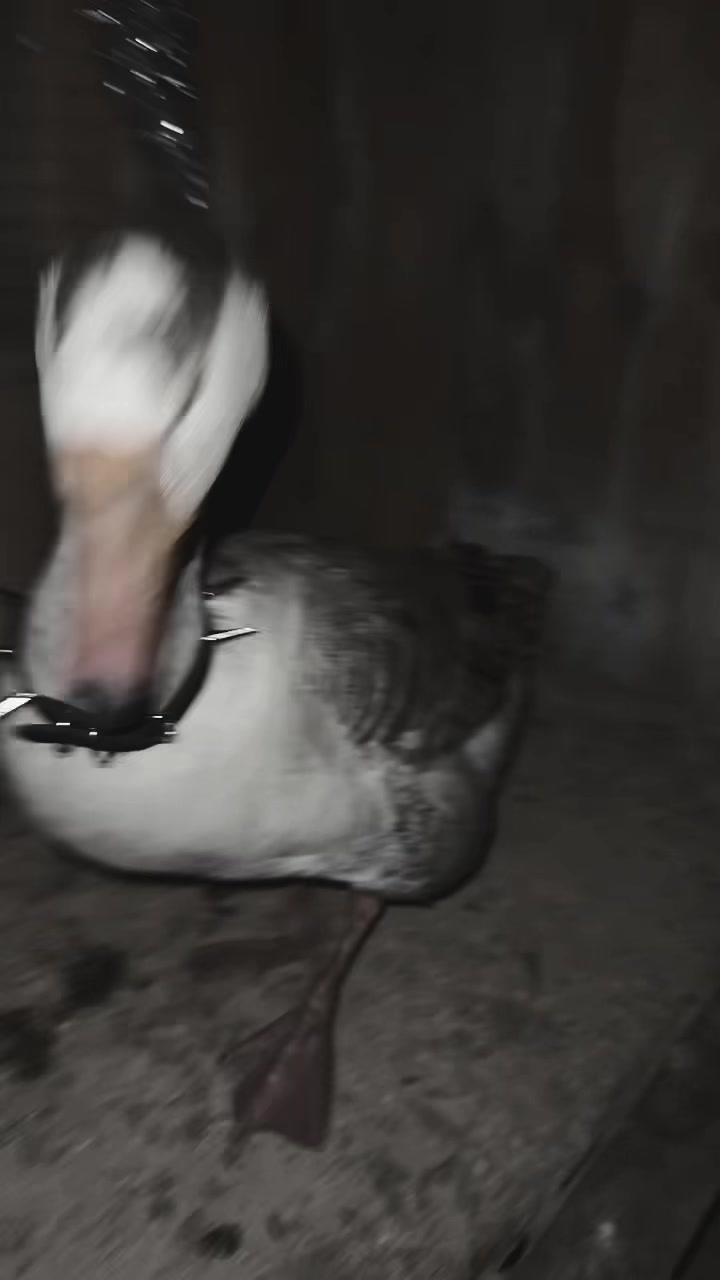 @goose_semyon