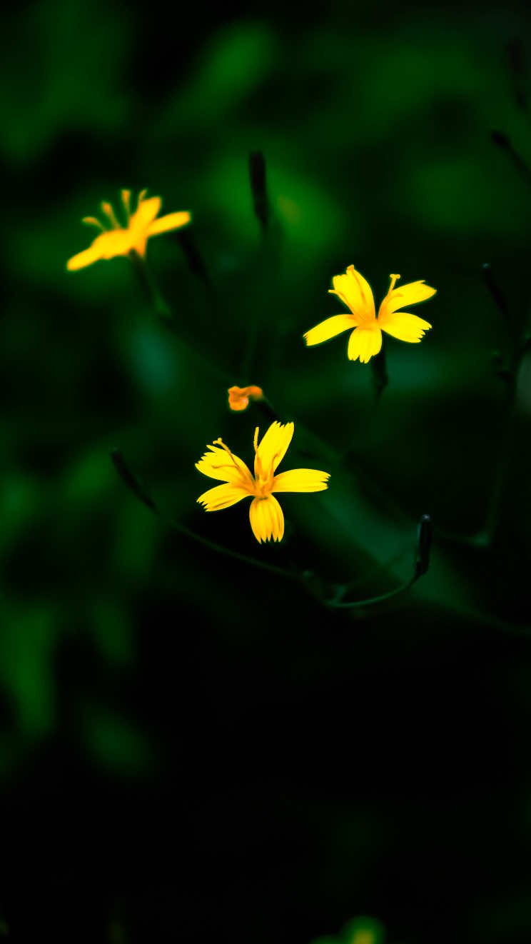 @𝑻𝒂̂𝒏 𝑻𝒉𝒊