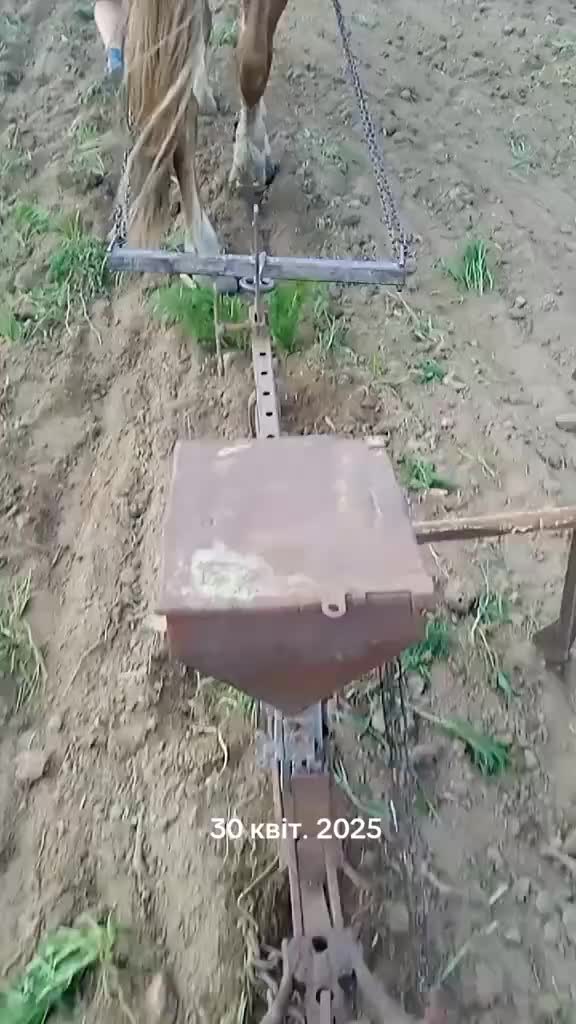 @коні в моді при любій погоді