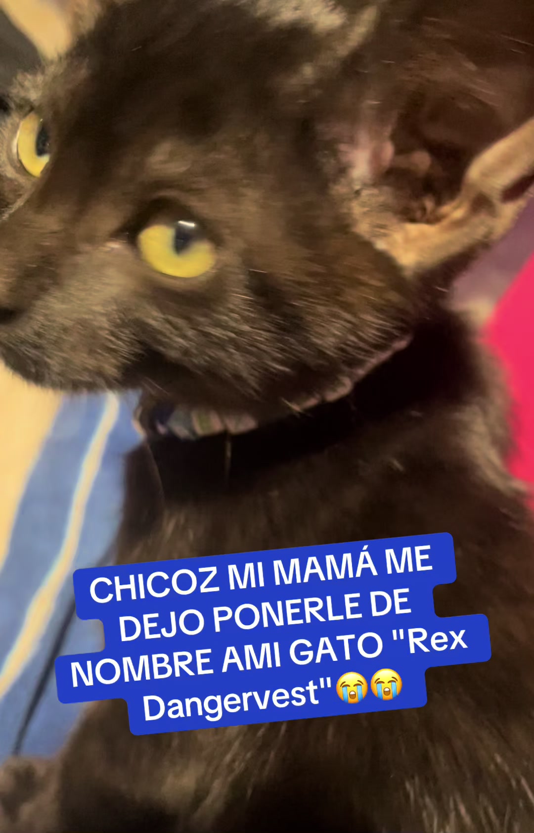 @𖤐Rex Dangervest𖤐