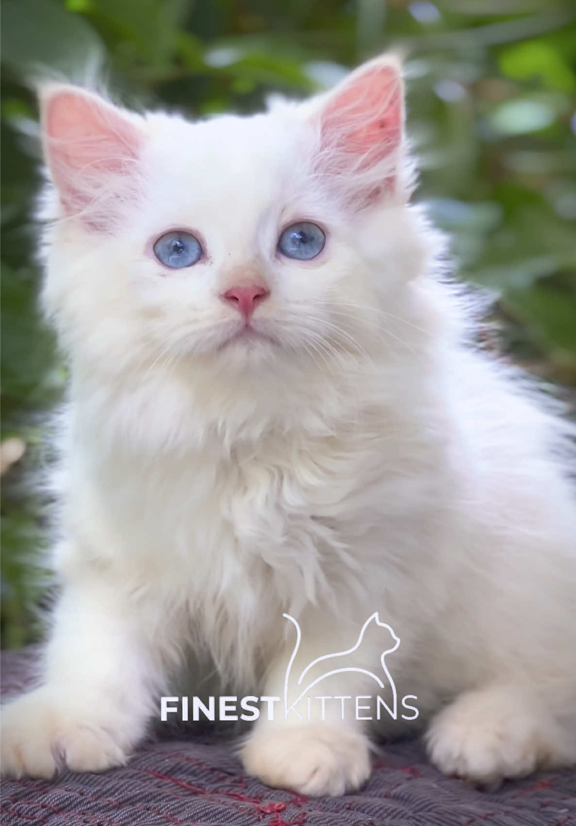 @FinestKittens