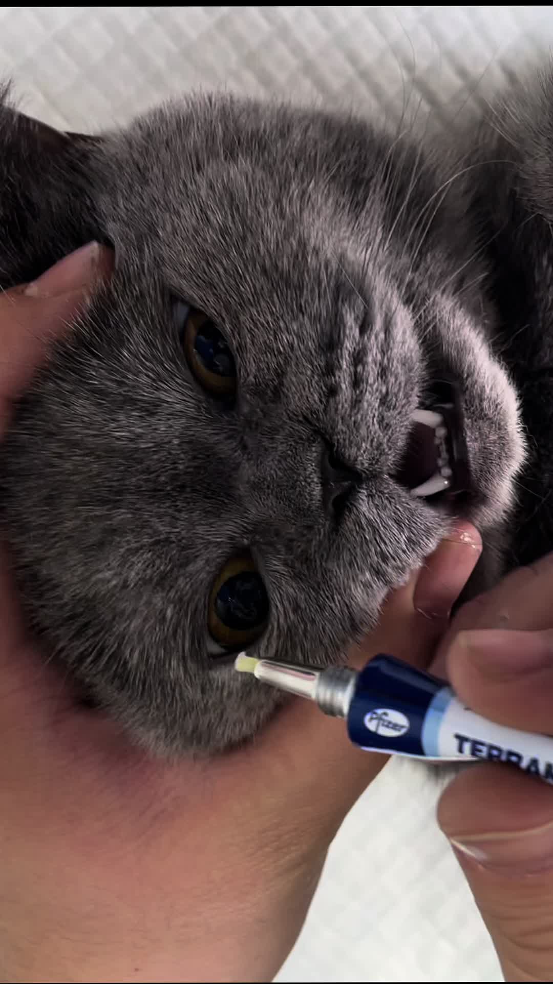 @Dr. Rami Awwad (vet)๐ถ๐ฑ