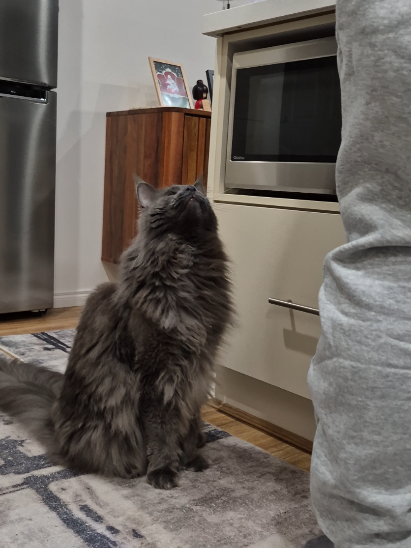 @Ragnar the Maine Coon 🐈