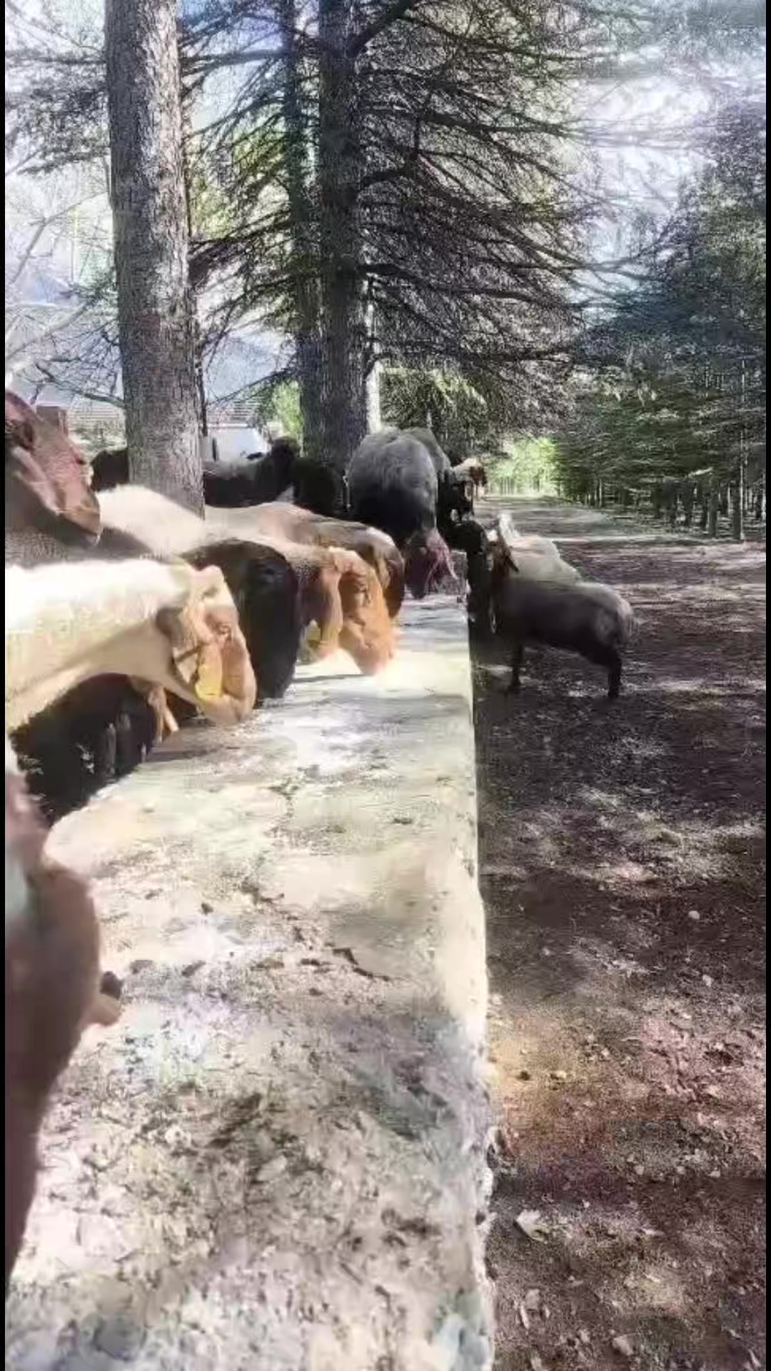 @yusuf göncü