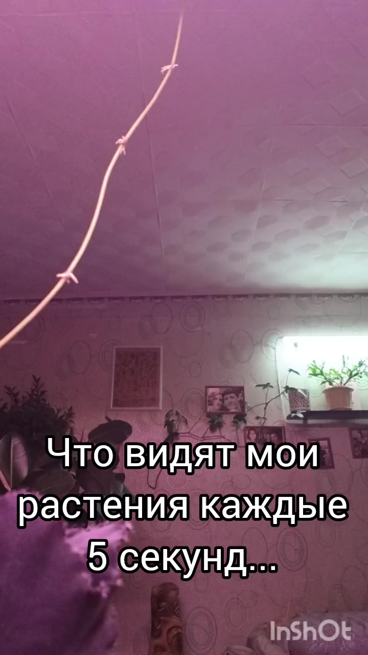 @Ромик Цветовод