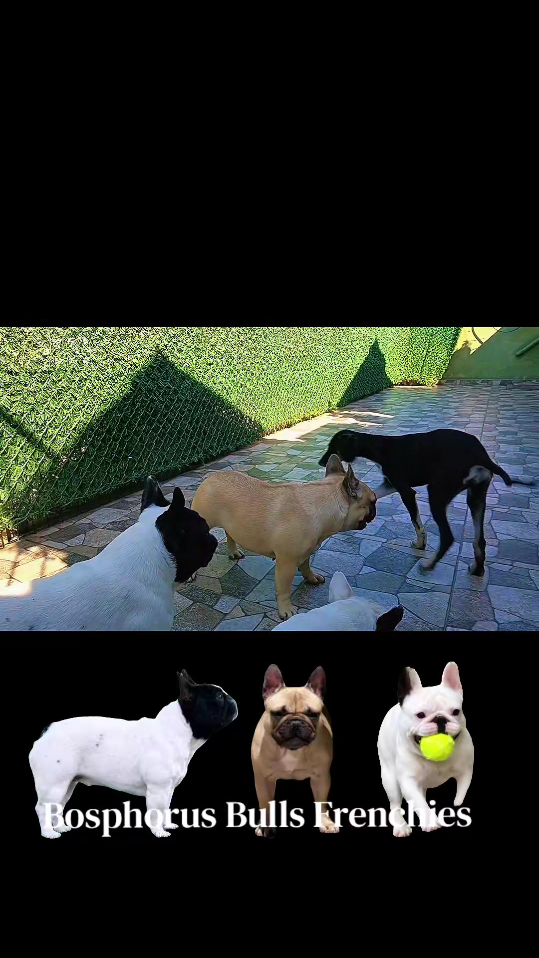 @Bosphorus Bulls French Bulldog