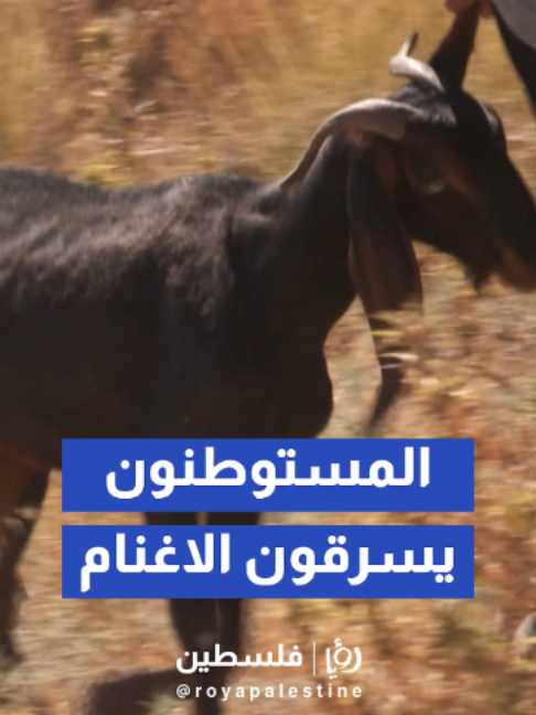 @Royapalestine رؤيا فلسطين