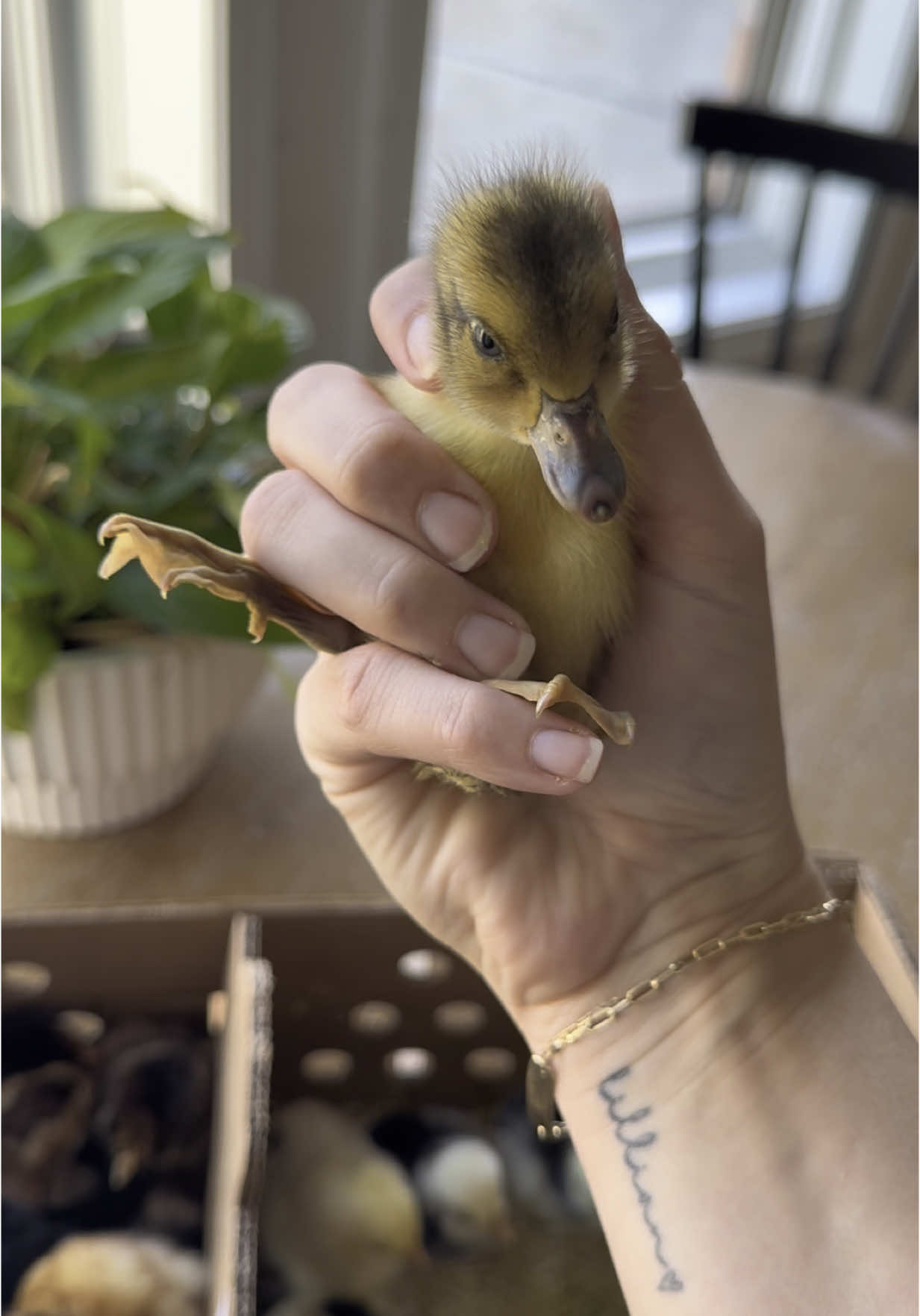 @Alivia ✨🖤🐦⬛