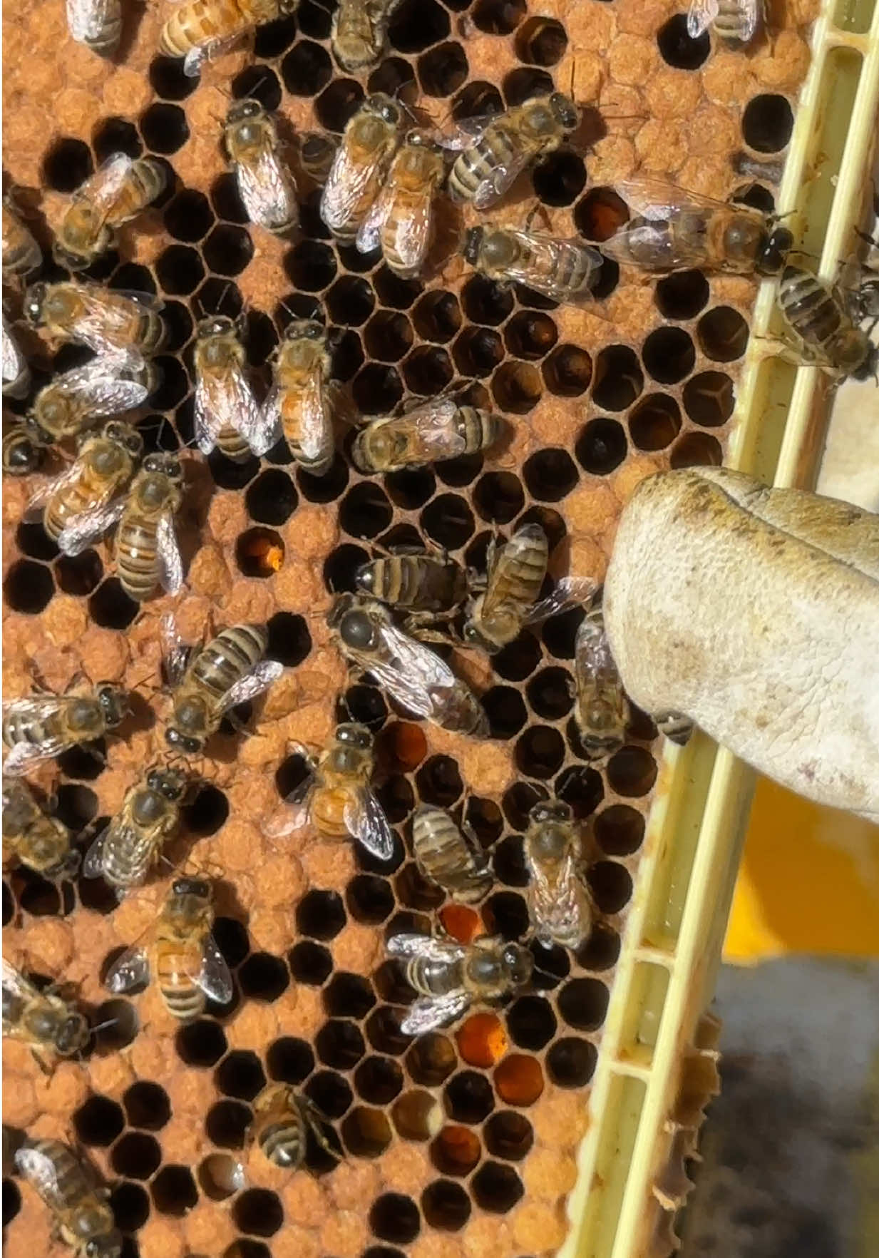 @Björn’s Colorado Honey