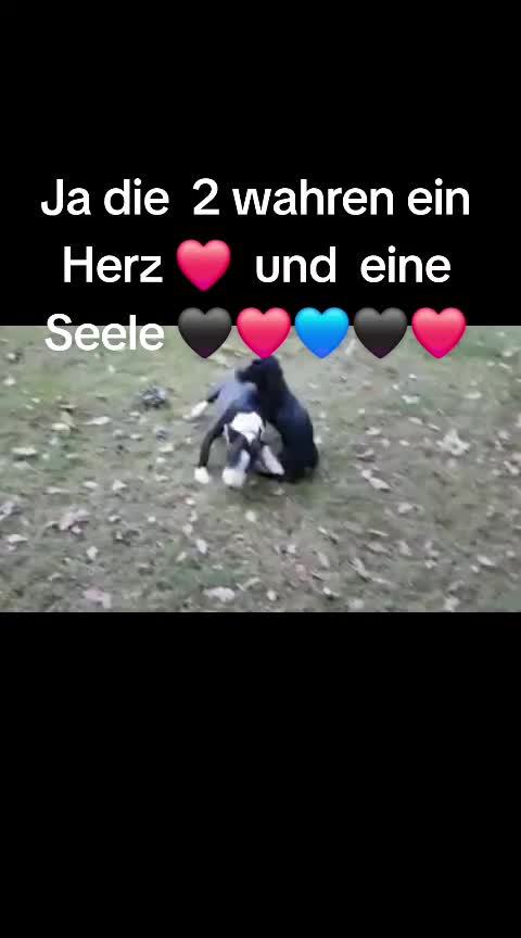 @Die Dackellady