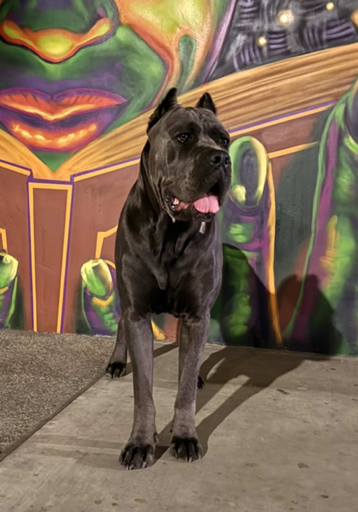 @noblepridecanecorso