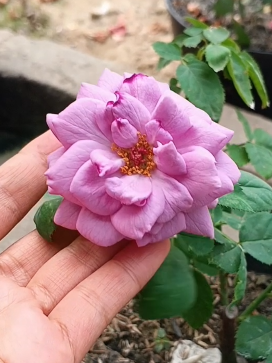 @susmawaati