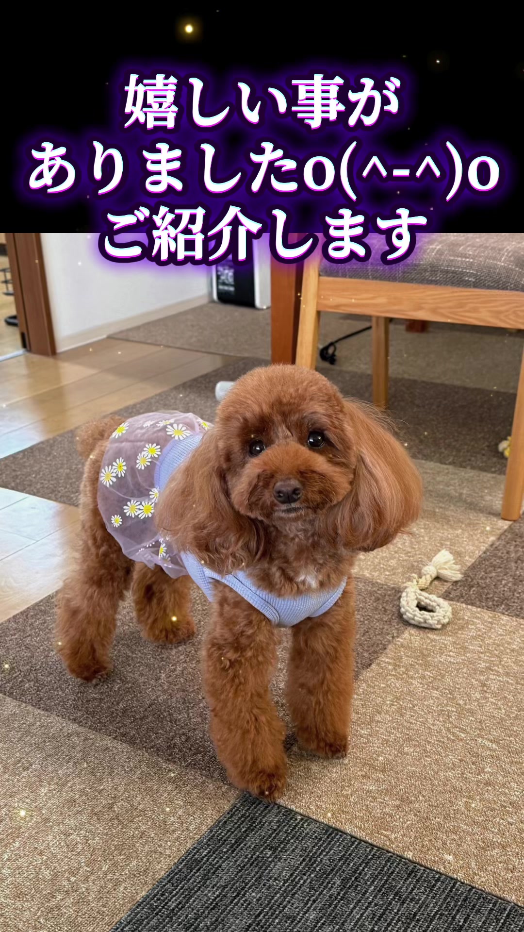 @テディきち