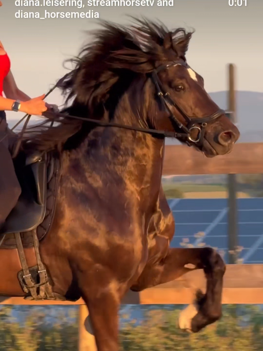@streamhorse