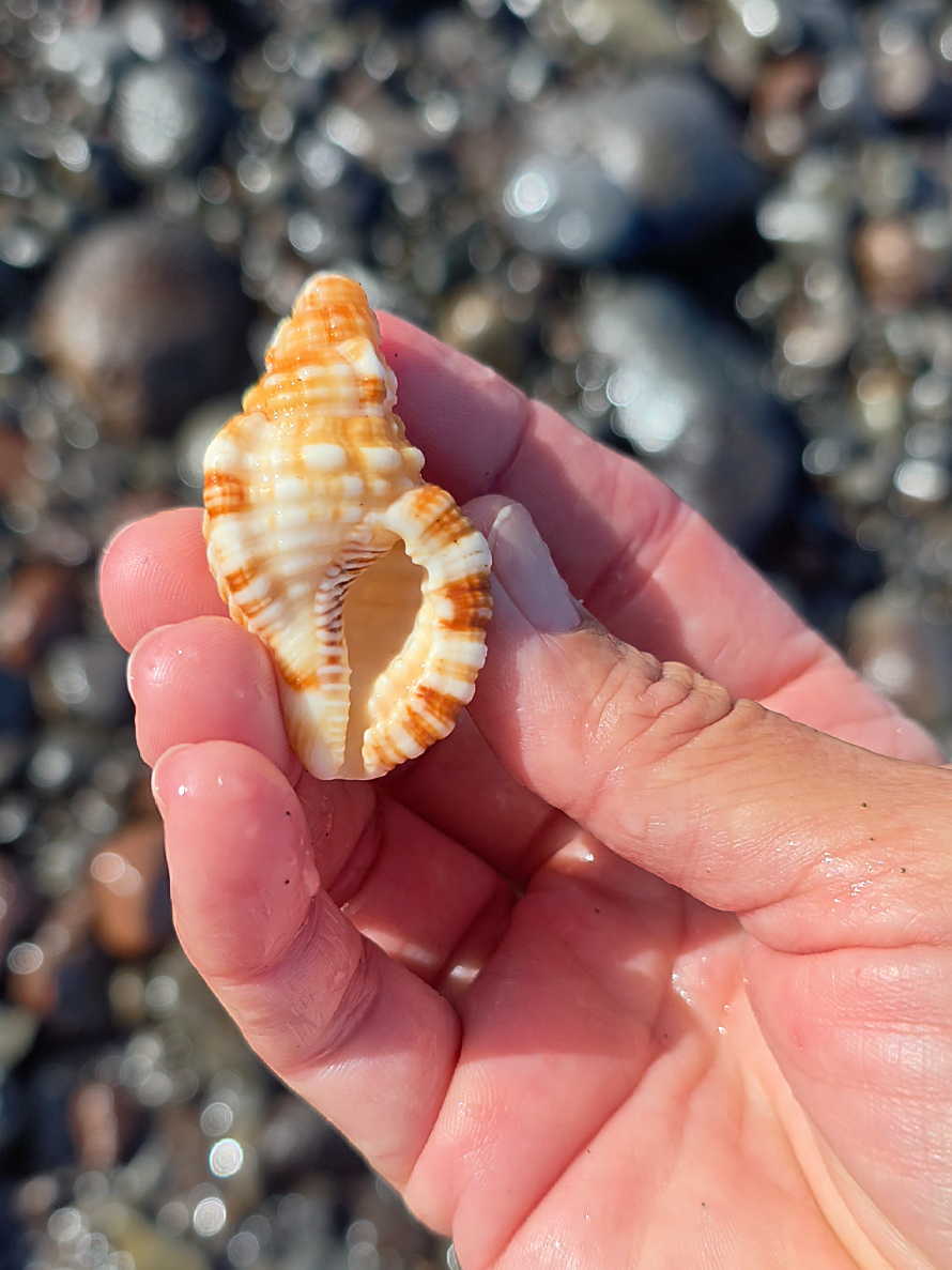 @Noe 🐚 Shells