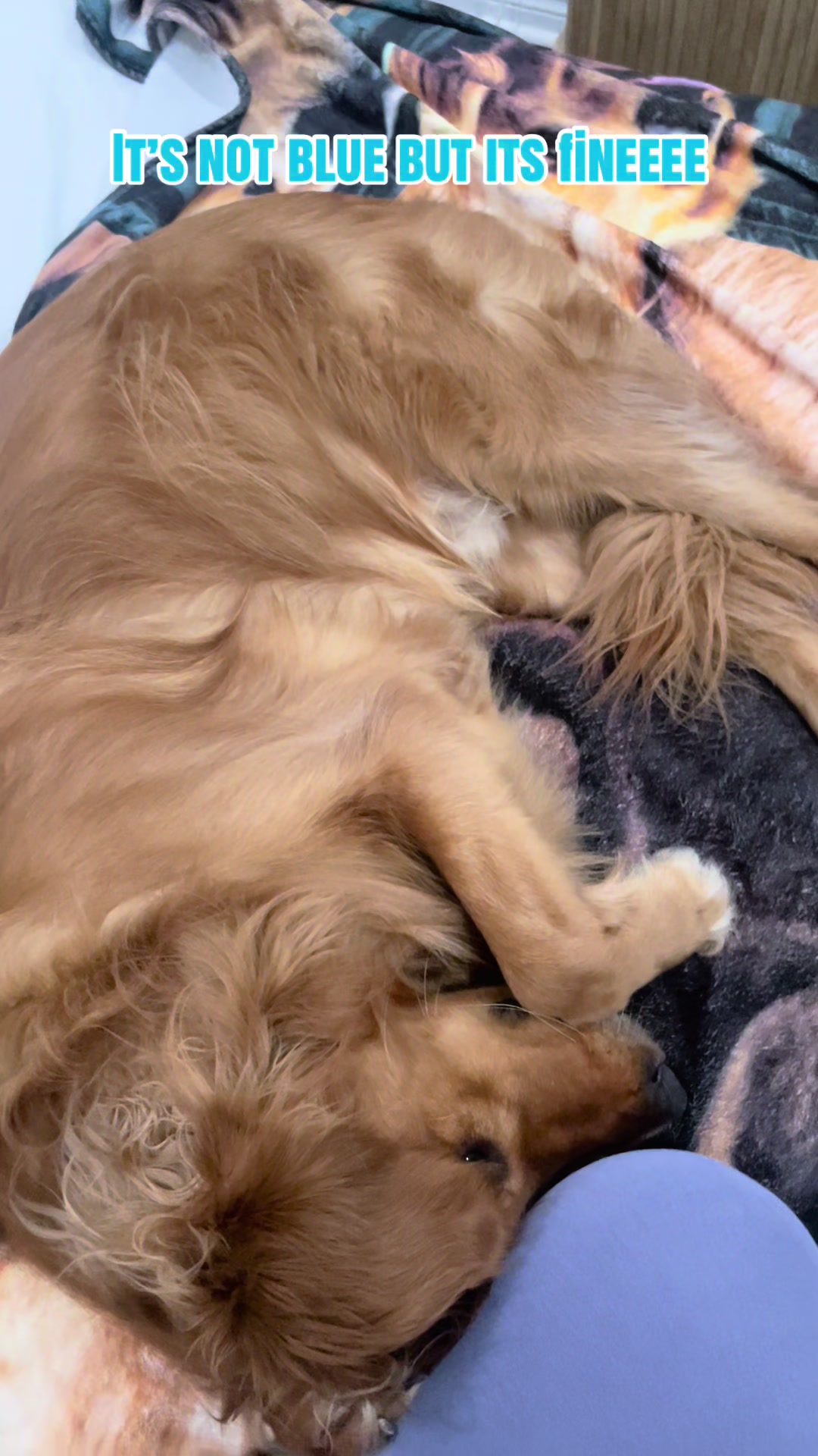 @Cooper the Golden Retriever 🦮
