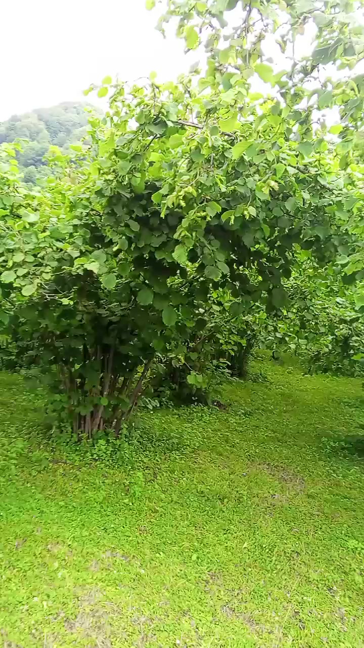 @umut_sekmen52