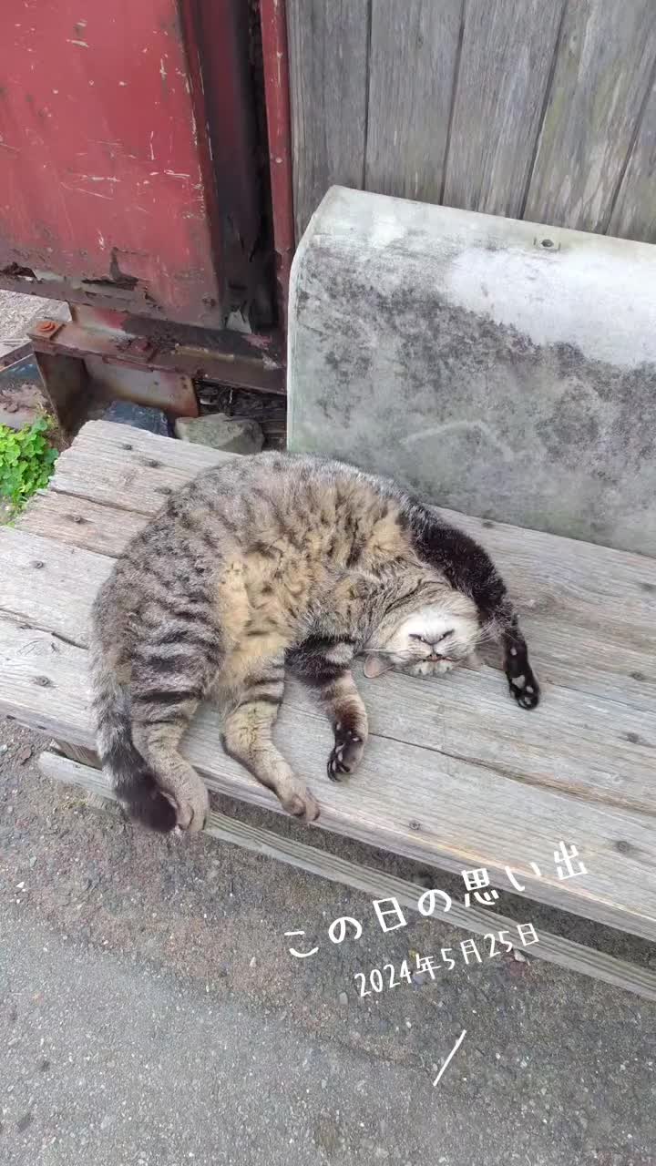 @猫写真家 森永健一