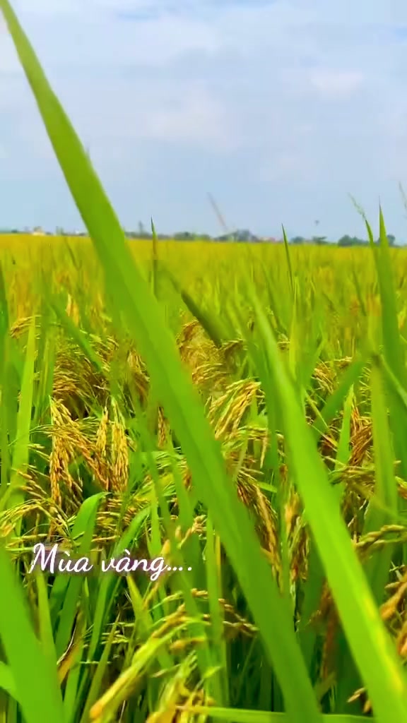 @Phạm Văn Thảo