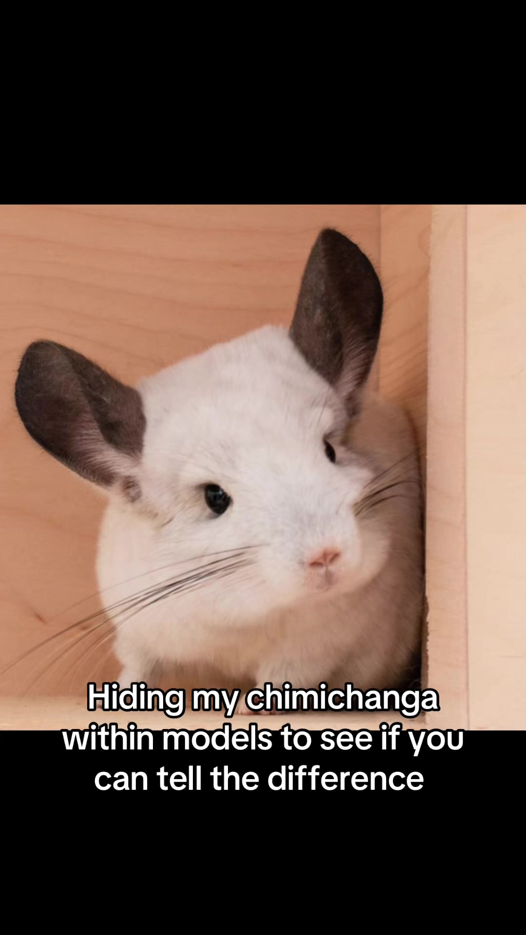 @BANDIT & STRIPE