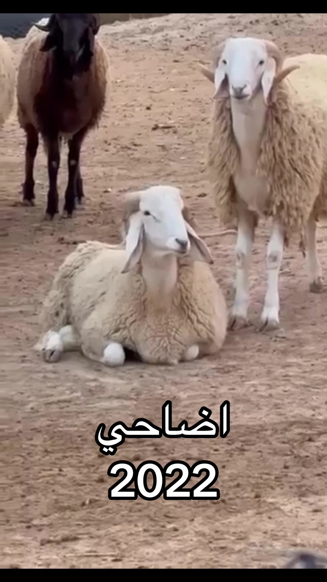 @ياسين بن زيتون