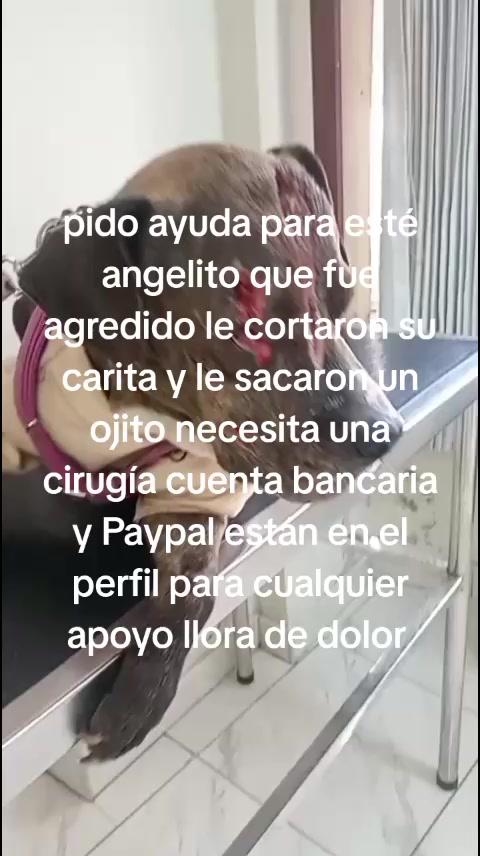 @Rescateyrefugio2