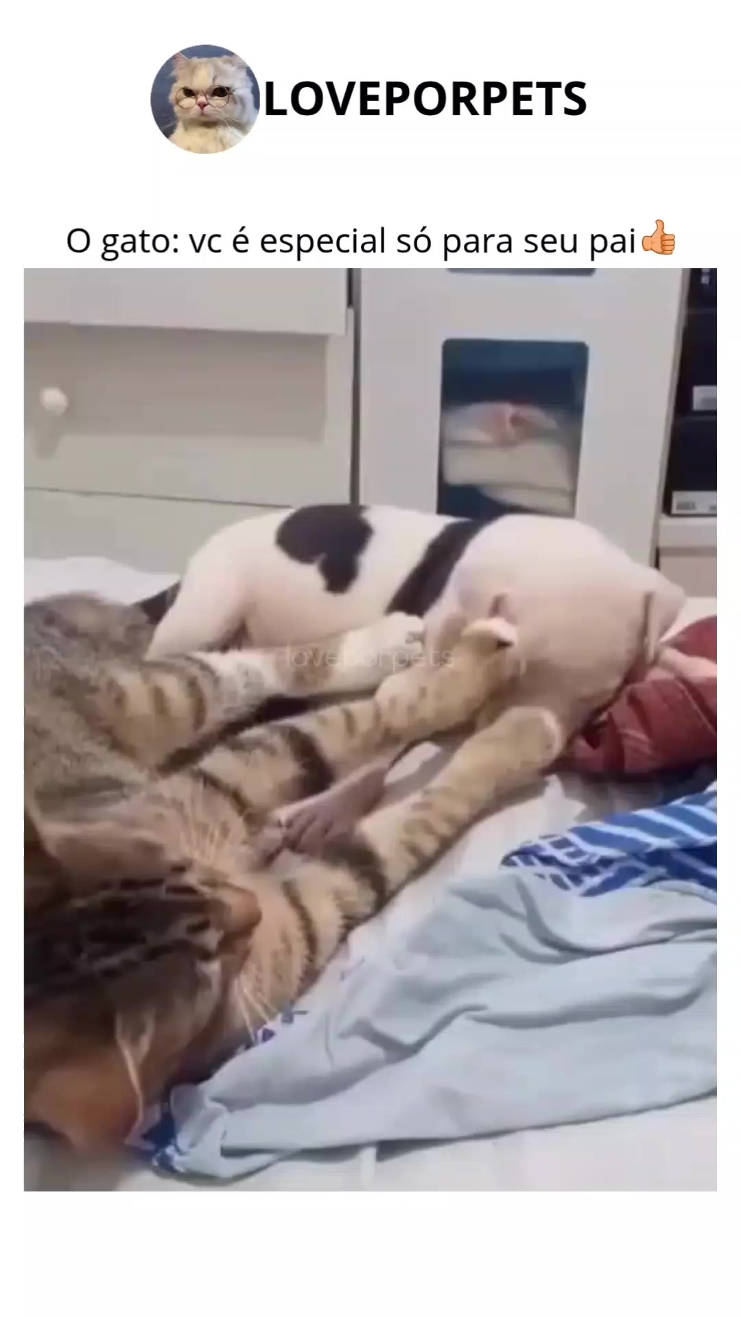 @LOVE POR PETS
