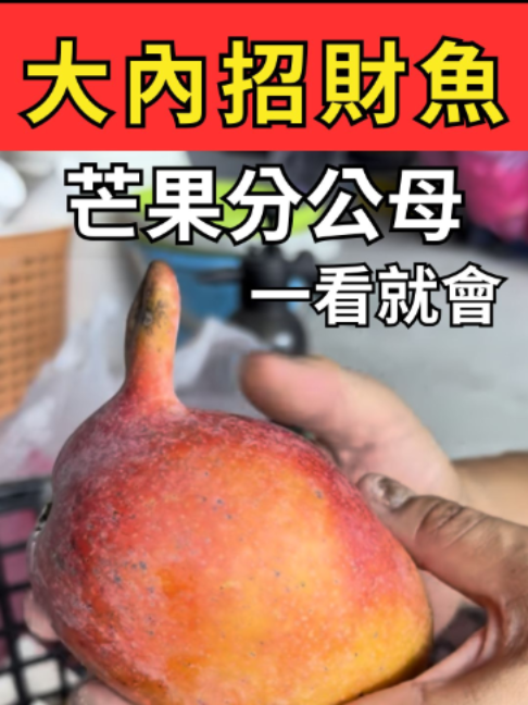 @招財魚水族精品