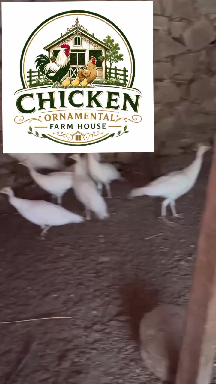 @Chicken ornamental Farm