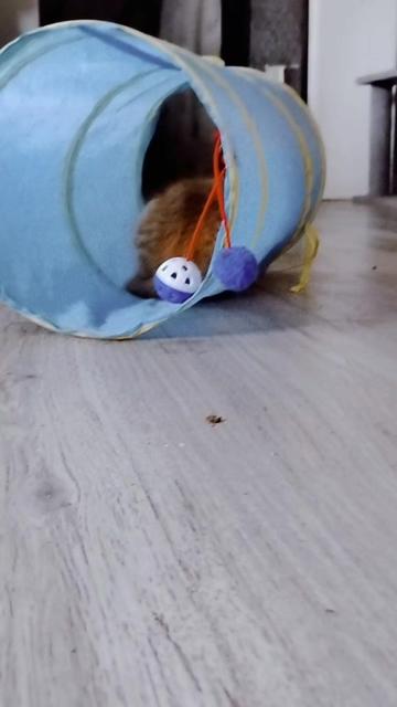 @Gamzee&S'mores
