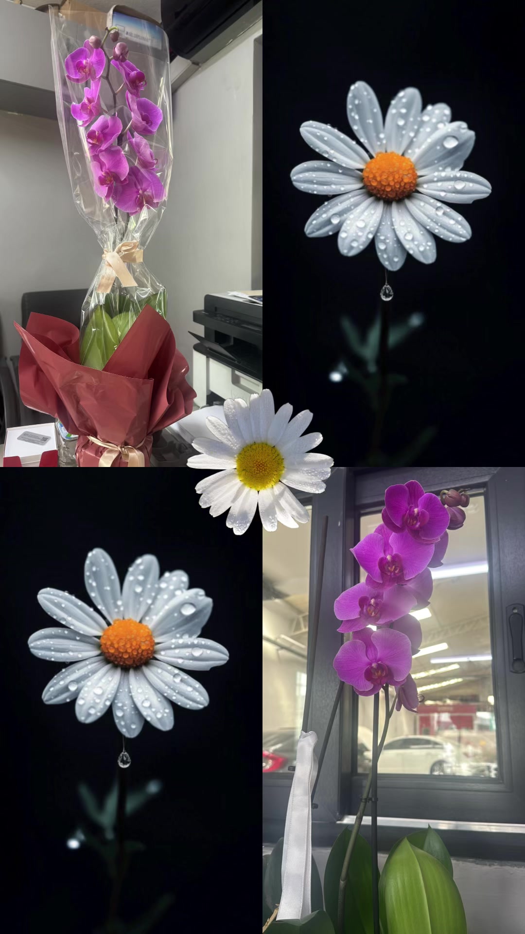 @🦋🦋🤍𝔾𝕦̈𝕃ℂ𝔸ℕ🤍🦋🦋