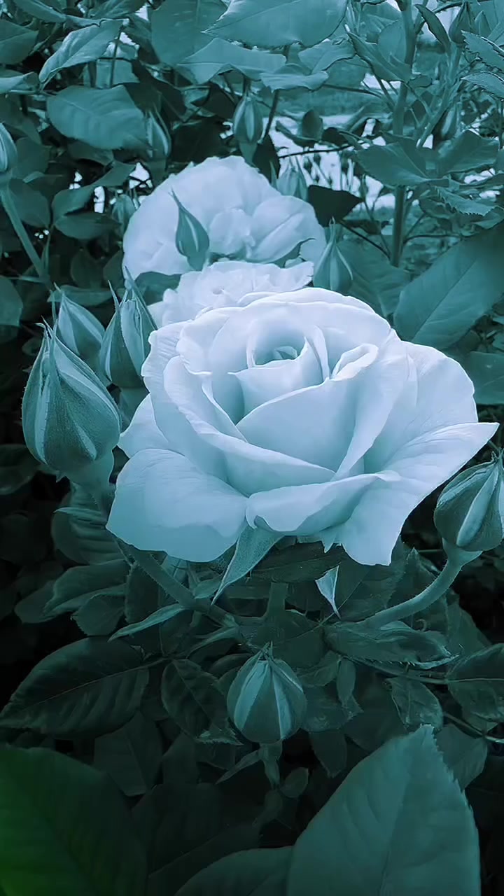 @👑روان بنت حلب👑⛎