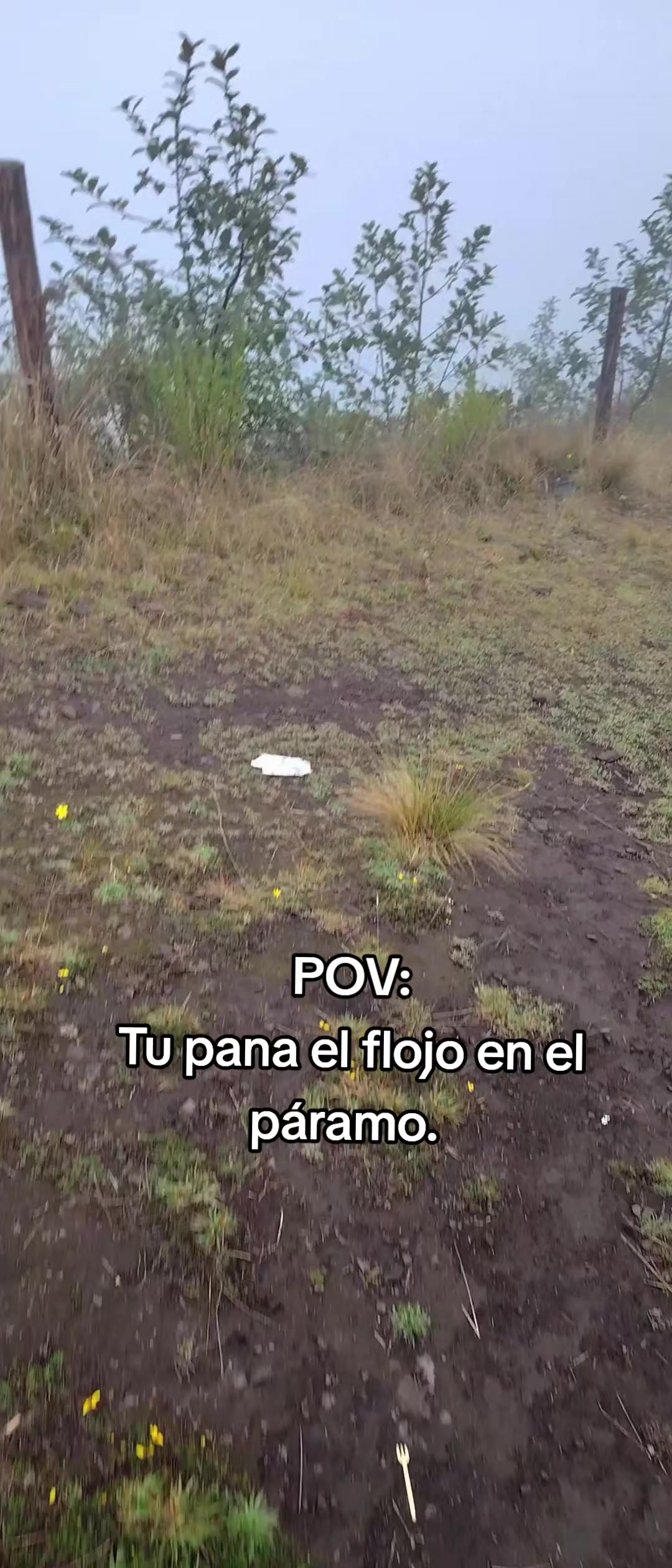 @Ariel chagmana